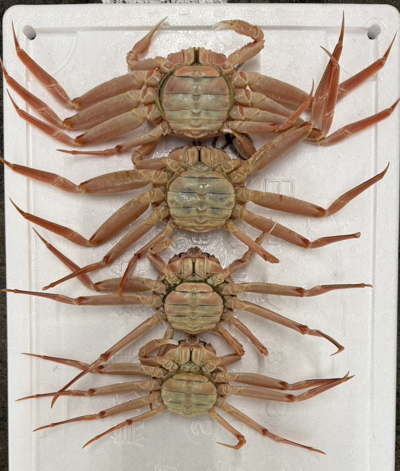 活 船直送 セコガニ(親ガニ) 【期間限定】11月〜12月末