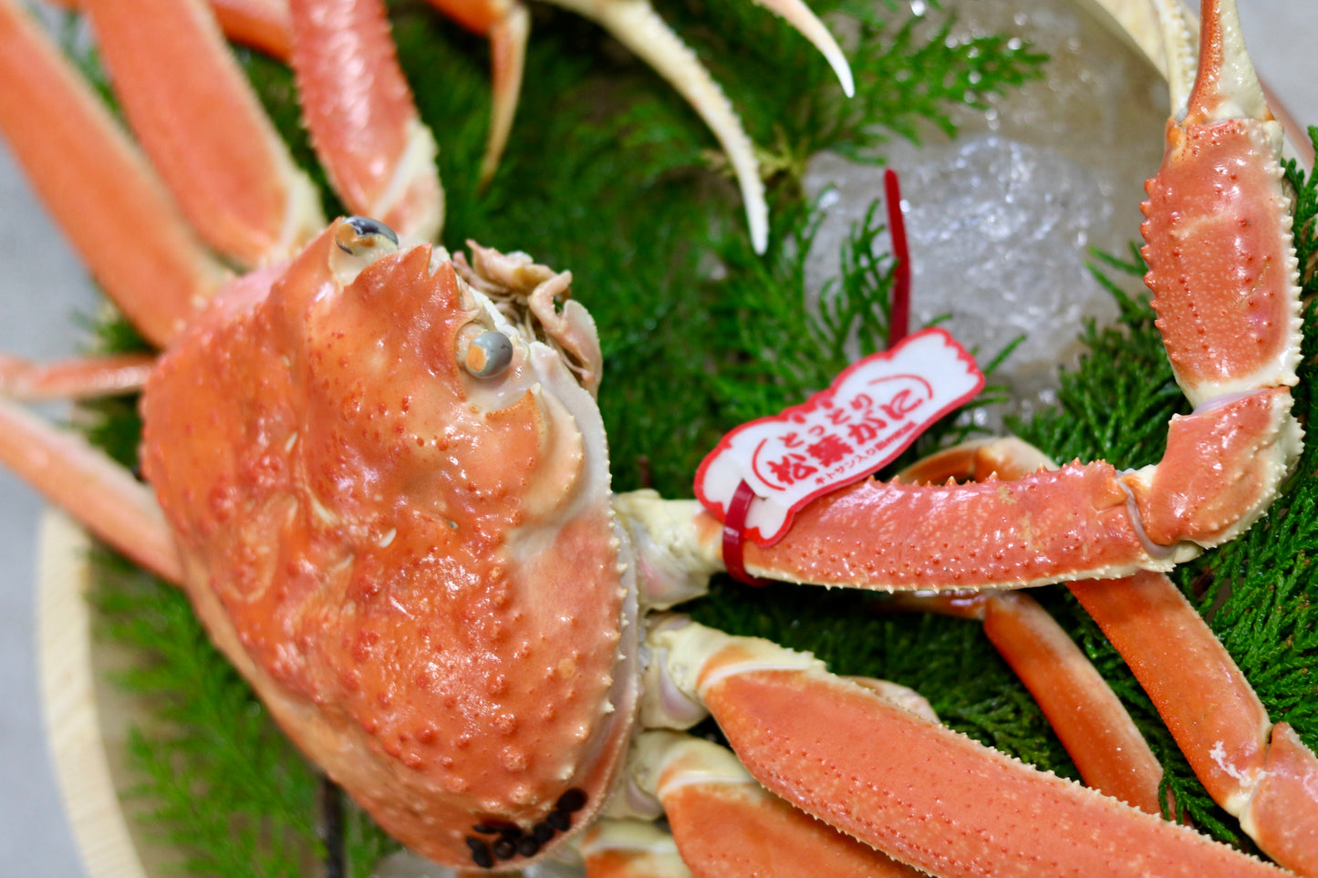 おまかせセット　訳アリ　活(生)　船直送 松葉ガニ