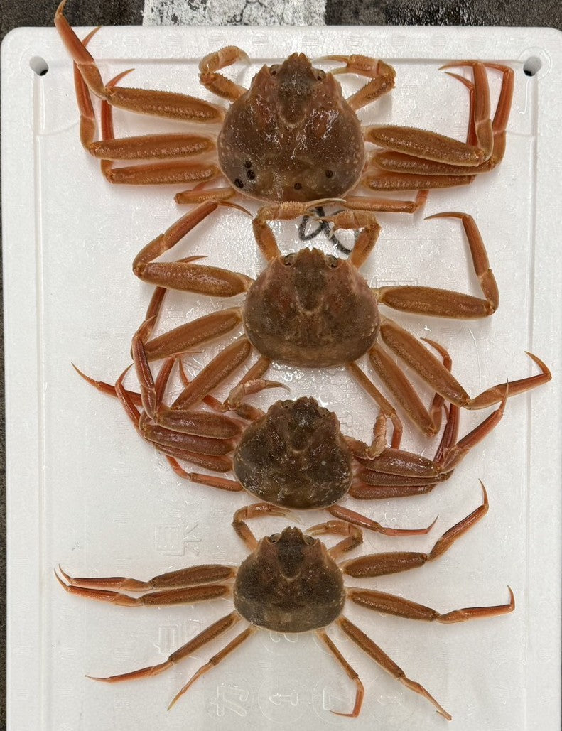 活　船直送　セコガニ（親ガニ） 【期間限定】11月〜12月末