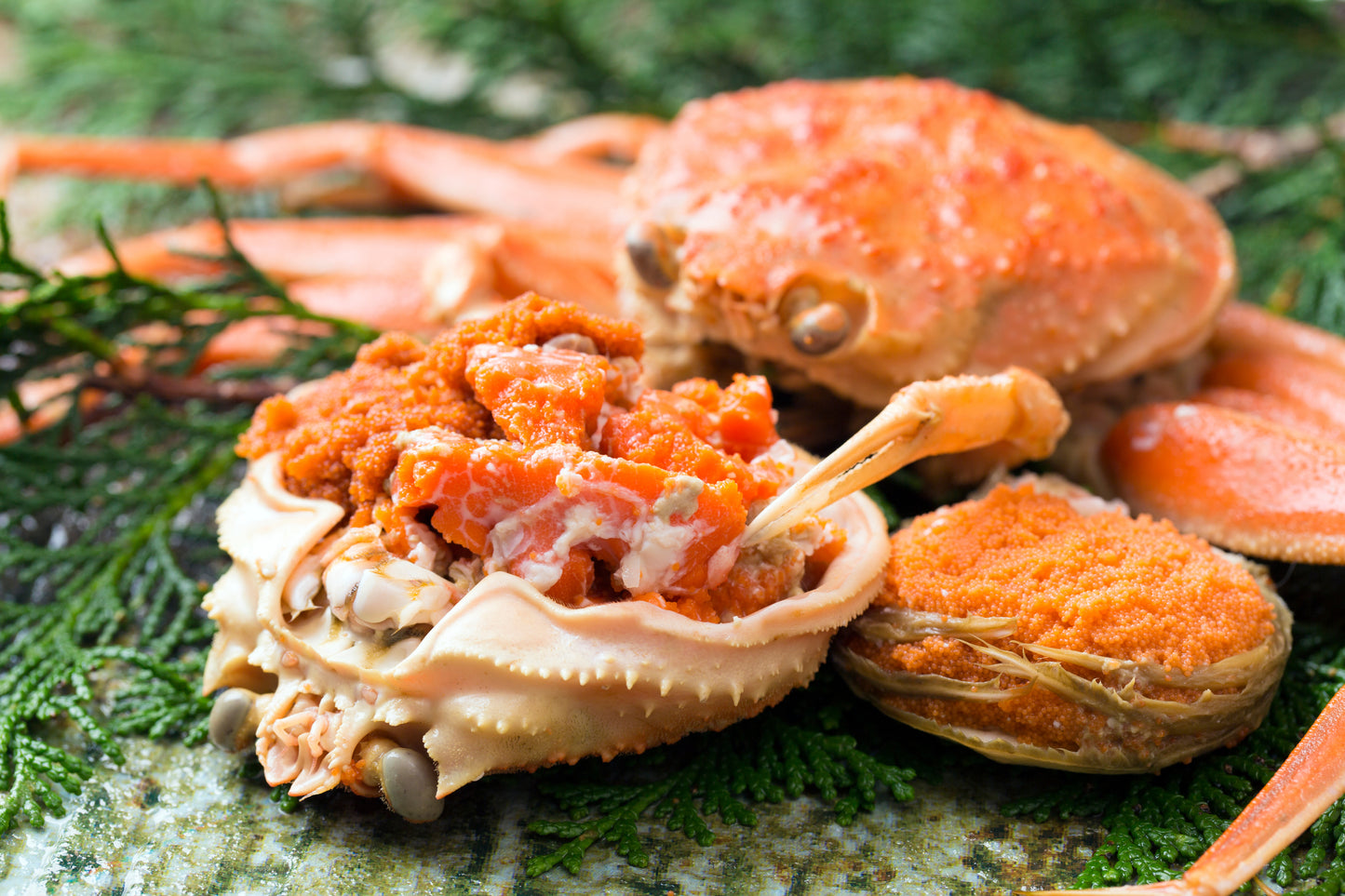 活　船直送　セコガニ（親ガニ） 【期間限定】11月〜12月末