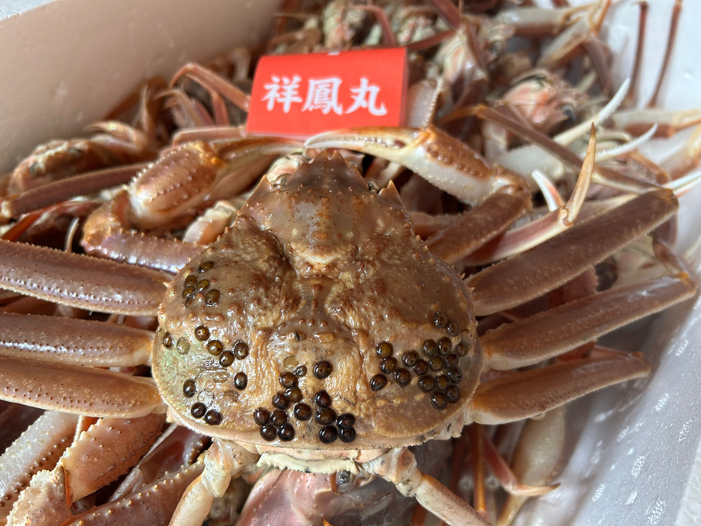 タグ付き　活(生)　船直送　松葉ガニ （小400グラム以上）