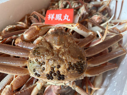 タグ付き　活(生)　船直送　松葉ガニ （小400グラム以上）