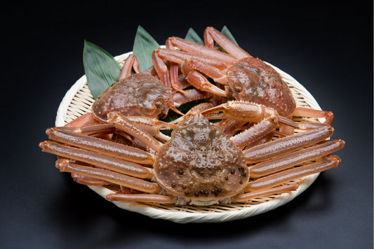 タグ付き　活(生)　船直送　松葉ガニ （小400グラム以上）